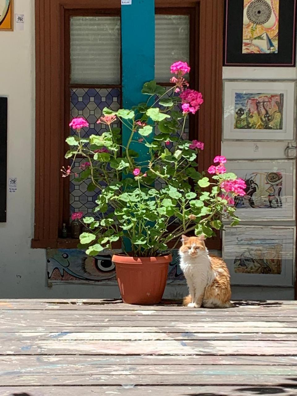 Alojamento de Acomodação e Pequeno-almoço Art Casa Chaman *